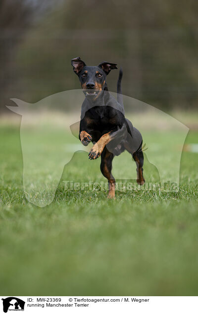 running Manchester Terrier / MW-23369