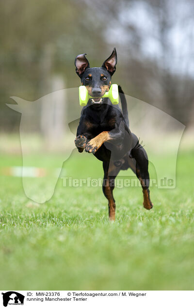 rennender Manchester Terrier / running Manchester Terrier / MW-23376