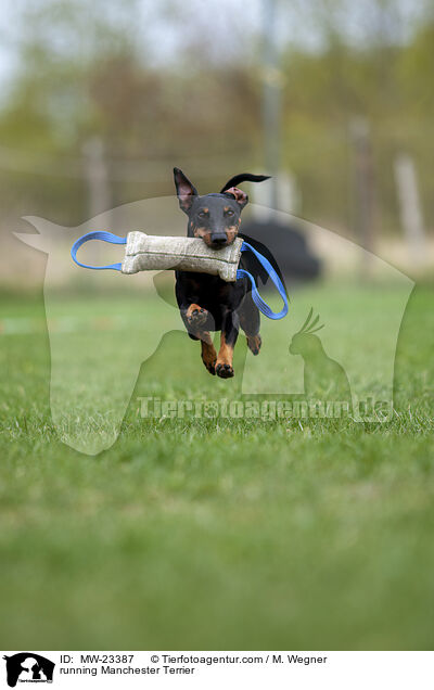 running Manchester Terrier / MW-23387