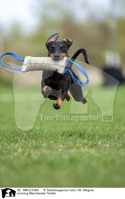 running Manchester Terrier / MW-23389