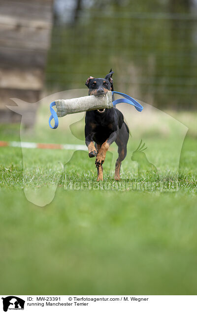 running Manchester Terrier / MW-23391
