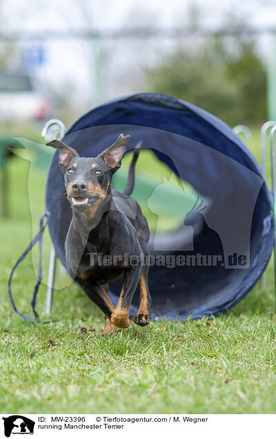 running Manchester Terrier / MW-23396