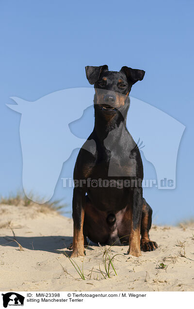 sitting Manchester Terrier / MW-23398