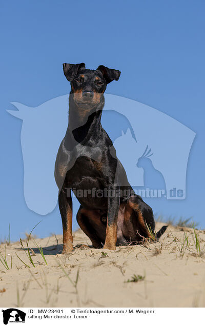 sitting Manchester Terrier / MW-23401