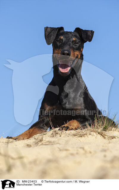 Manchester Terrier / MW-23403