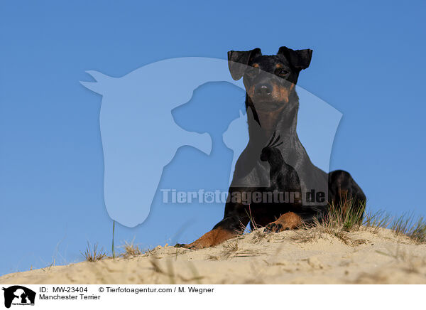 Manchester Terrier / MW-23404