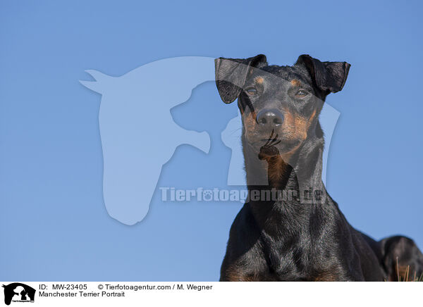 Manchester Terrier Portrait / MW-23405