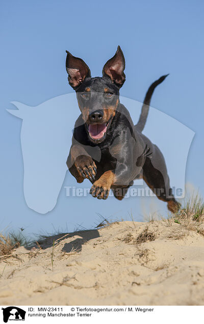 running Manchester Terrier / MW-23411
