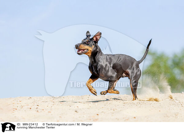 running Manchester Terrier / MW-23412