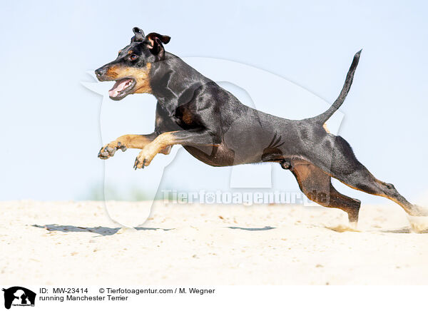 running Manchester Terrier / MW-23414