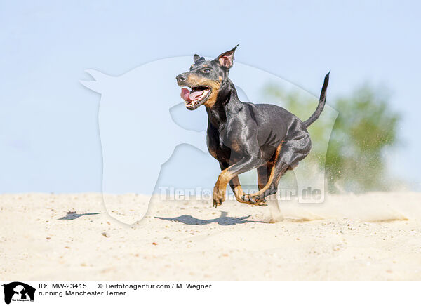 running Manchester Terrier / MW-23415