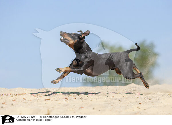 running Manchester Terrier / MW-23426