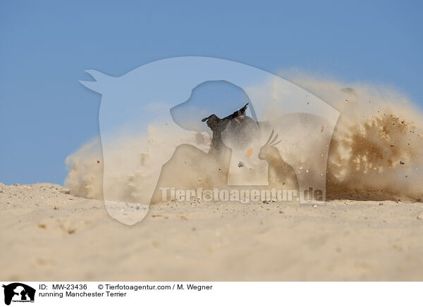 rennender Manchester Terrier / running Manchester Terrier / MW-23436