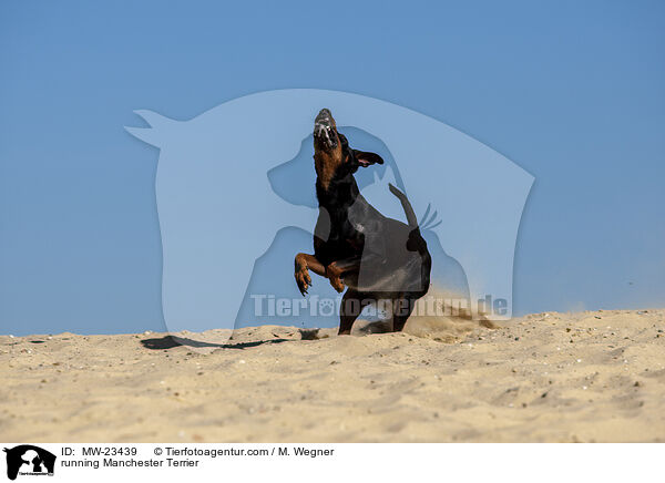 running Manchester Terrier / MW-23439