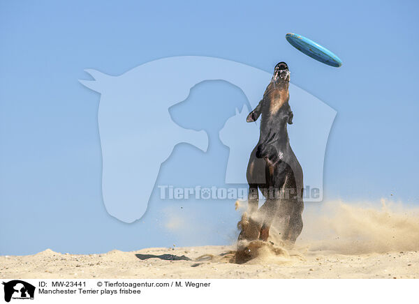 Manchester Terrier plays frisbee / MW-23441
