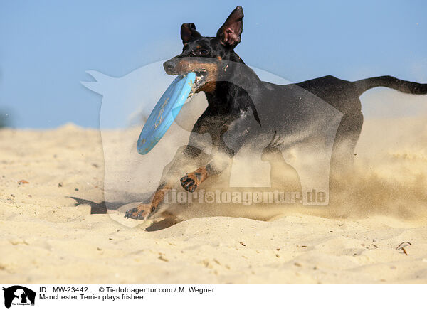 Manchester Terrier spielt Frisbee / Manchester Terrier plays frisbee / MW-23442