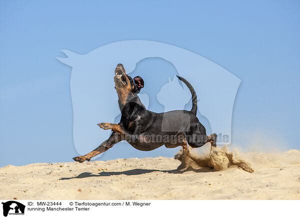 running Manchester Terrier / MW-23444