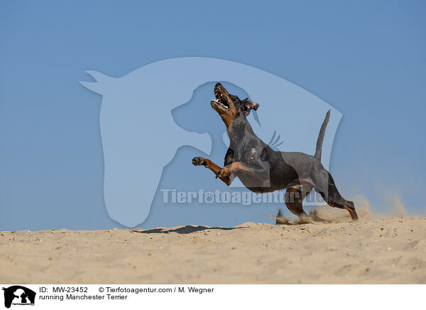 running Manchester Terrier / MW-23452