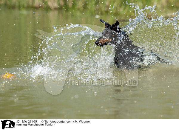 running Manchester Terrier / MW-23465