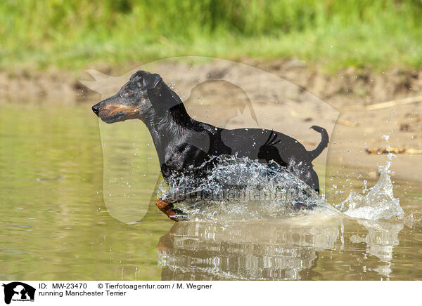 running Manchester Terrier / MW-23470