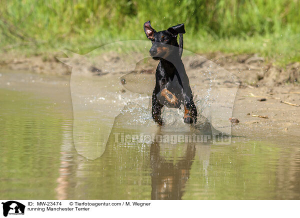 running Manchester Terrier / MW-23474