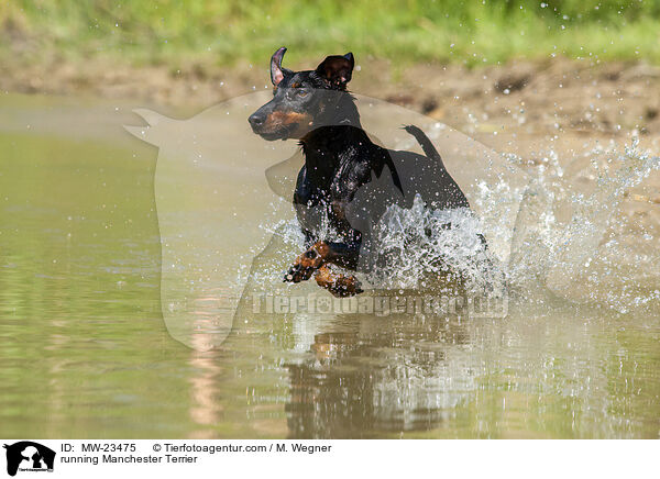 running Manchester Terrier / MW-23475
