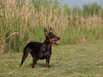 English Toy Terrier