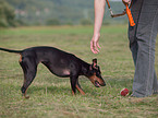 English Toy Terrier