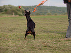 English Toy Terrier