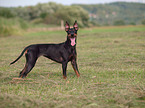 English Toy Terrier