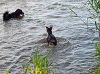 English Toy Terrier