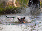 English Toy Terrier