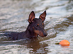 English Toy Terrier