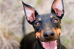 English Toy Terrier