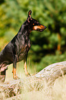 English Toy Terrier