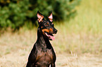 English Toy Terrier