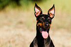 English Toy Terrier