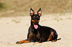 English Toy Terrier