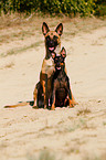 English Toy Terrier
