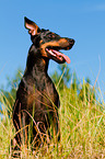 English Toy Terrier