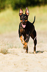 English Toy Terrier
