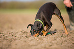 English Toy Terrier
