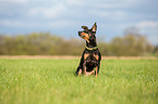 English Toy Terrier