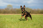 English Toy Terrier