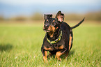 English Toy Terrier