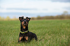 lying Manchester Terrier