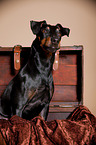 Manchester Terrier