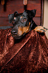 lying Manchester Terrier