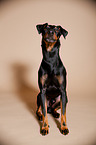 sitting Manchester Terrier
