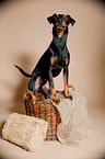 standing Manchester Terrier